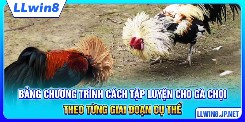 Bảng chương trình cách tập luyện cho gà chọi theo từng giai đoạn cụ thể