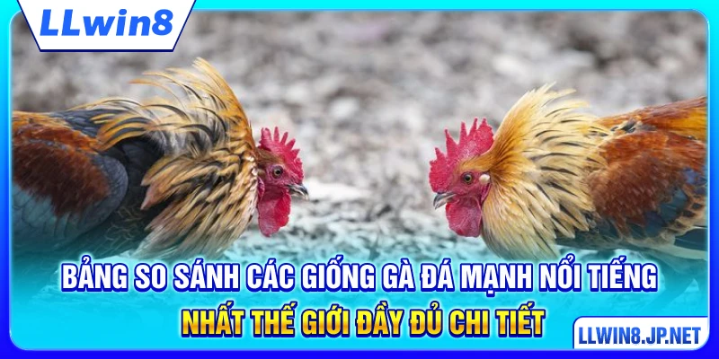 Bảng so sánh các giống gà đá mạnh nổi tiếng nhất thế giới đầy đủ chi tiết