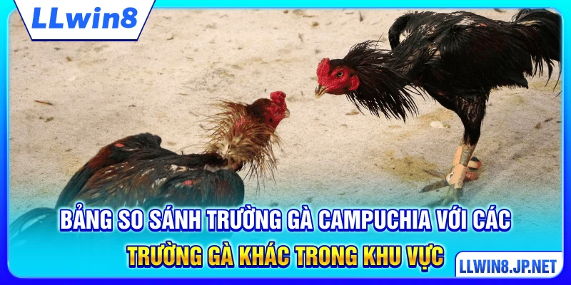 Bảng so sánh trường gà Campuchia với các trường gà khác trong khu vực