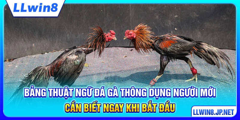 Bảng thuật ngữ đá gà thông dụng người mới cần biết ngay khi bắt đầu