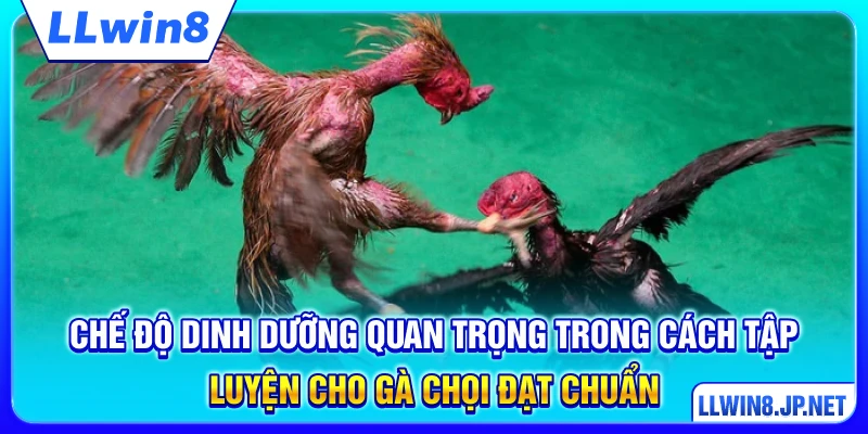 Chế độ dinh dưỡng quan trọng trong cách tập luyện cho gà chọi đạt chuẩn