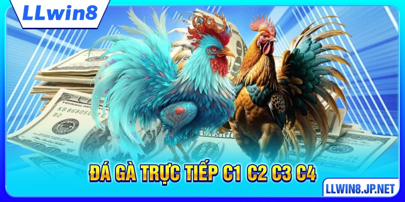 Đá Gà Trực Tiếp C1 C2 C3 C4 - Xem Live, Cược Đỉnh Tại LLWIN