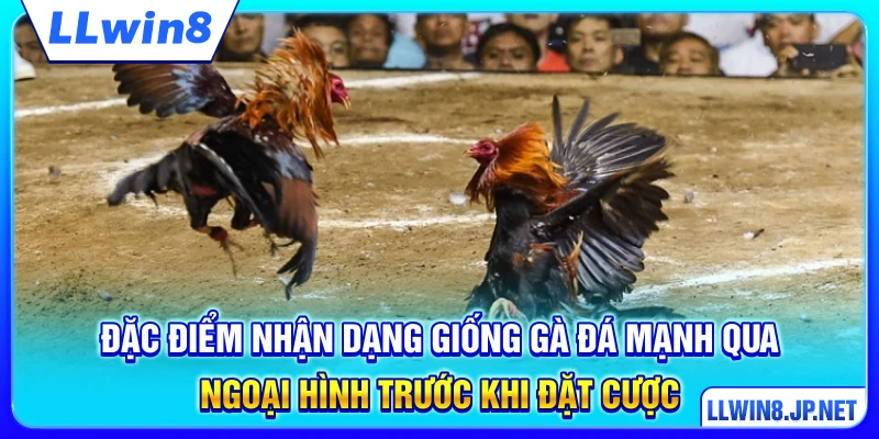 Đặc điểm nhận dạng giống gà đá mạnh qua ngoại hình trước khi đặt cược