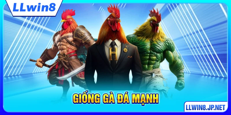 Giống Gà Đá Mạnh - Phân Tích Chi Tiết Các Dòng Gà Hàng Đầu