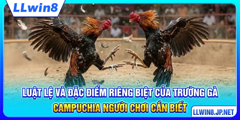 Luật lệ và đặc điểm riêng biệt của trường gà Campuchia người chơi cần biết