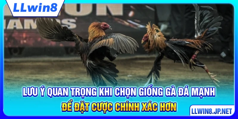 Lưu ý quan trọng khi chọn giống gà đá mạnh để đặt cược chính xác hơn