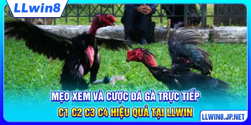 Mẹo xem và cược đá gà trực tiếp C1 C2 C3 C4 hiệu quả tại LLWIN