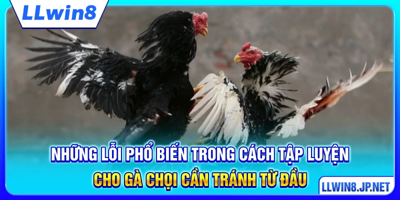 Những lỗi phổ biến trong cách tập luyện cho gà chọi cần tránh từ đầu