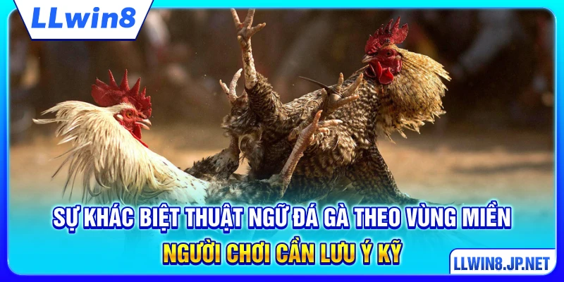 Sự khác biệt thuật ngữ đá gà theo vùng miền người chơi cần lưu ý kỹ
