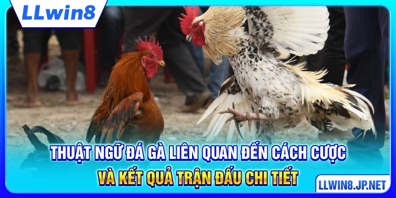 Thuật ngữ đá gà liên quan đến cách cược và kết quả trận đấu chi tiết