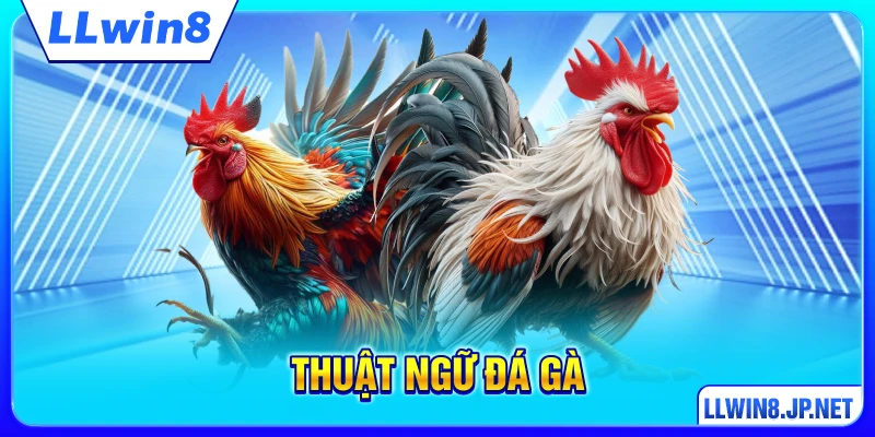 Thuật Ngữ Đá Gà - 1001 “Từ Vựng” Cho Dân Nhập Môn