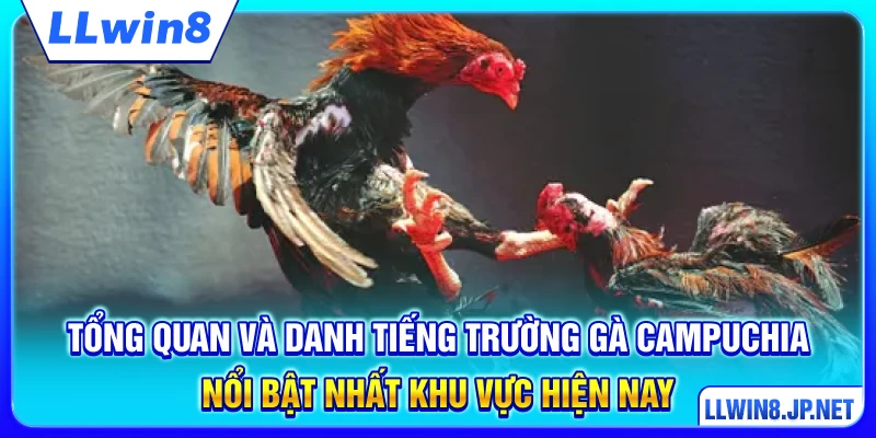 Tổng quan và danh tiếng trường gà Campuchia nổi bật nhất khu vực hiện nay