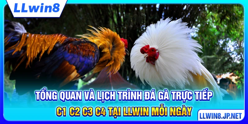 Tổng quan và lịch trình đá gà trực tiếp C1 C2 C3 C4 tại LLWIN mỗi ngày